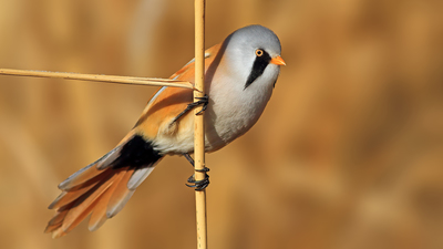 Bıyıklı Baştankara (Panurus biarmicus) - Ankara / Gölbaşı kuş fotoğrafı