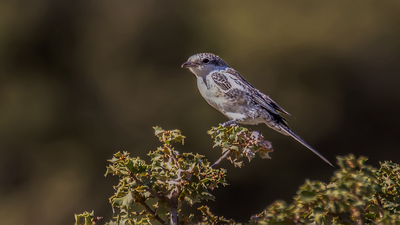 Maskeli Örümcekkuşu (Lanius nubicus) - Isparta / Gelendost kuş fotoğrafı