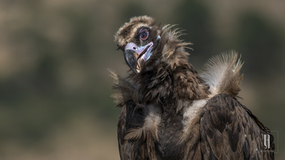 Kara Akbaba (Aegypius monachus) - Bolu / Dörtdivan kuş fotoğrafı