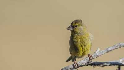 Florya (Chloris chloris) - Ankara / Güdül kuş fotoğrafı