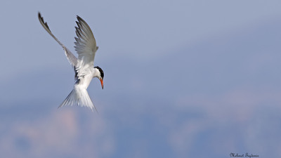 Sumru (Sterna hirundo) - Isparta / Eğirdir kuş fotoğrafı