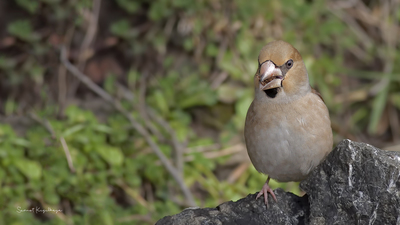 Kocabaş (Coccothraustes coccothraustes) - İstanbul / Beykoz kuş fotoğrafı