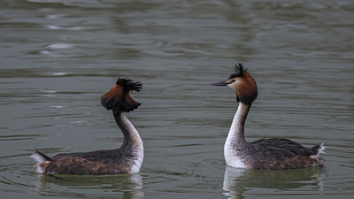 Bahri (Podiceps cristatus) - Ankara / Gölbaşı kuş fotoğrafı