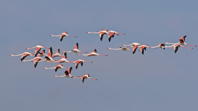 Flamingo (Phoenicopterus roseus) - Ankara / Gölbaşı kuş fotoğrafı