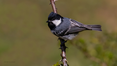 Çam Baştankarası (Periparus ater) - Bilecik / Bozüyük kuş fotoğrafı