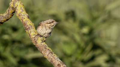 Boyunçeviren (Jynx torquilla) - Bolu / Yeniçağa kuş fotoğrafı
