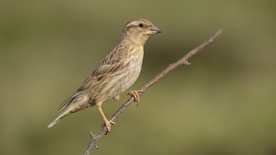 Kaya Serçesi (Petronia petronia) - Malatya / Yeşilyurt kuş fotoğrafı