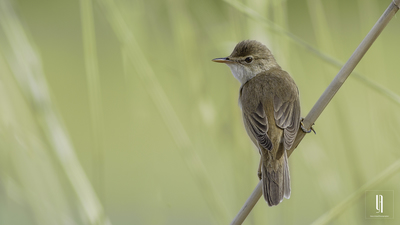 Saz Kamışçını (Acrocephalus scirpaceus) - Malatya / Battalgazi kuş fotoğrafı