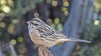 Kaya Çintesi (Emberiza cia) - Isparta / Eğirdir kuş fotoğrafı