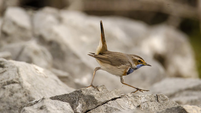 Mavigerdan (Luscinia svecica) - Şanlıurfa / Bozova kuş fotoğrafı