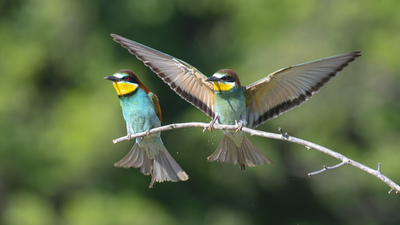Arıkuşu (Merops apiaster) - Tekirdağ / Muratlı kuş fotoğrafı