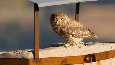 Kukumav (Athene noctua) - Amasya / Taşova kuş fotoğrafı