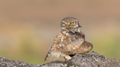 Kukumav (Athene noctua) - Ankara / Altındağ kuş fotoğrafı