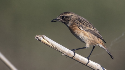 Taşkuşu (Saxicola rubicola) - Mersin / Silifke kuş fotoğrafı