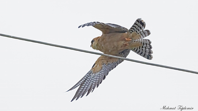Ala Doğan (Falco vespertinus) - Isparta / Senirkent kuş fotoğrafı