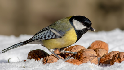 Büyük Baştankara (Parus major) - Ankara / Ayaş kuş fotoğrafı