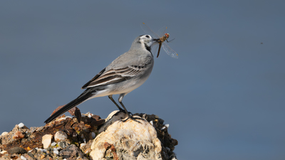 Ak Kuyruksallayan (Motacilla alba) - İzmir / Seferihisar kuş fotoğrafı