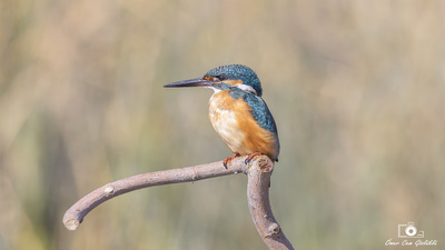 Yalıçapkını (Alcedo atthis) - Ankara / Gölbaşı kuş fotoğrafı