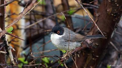 Maskeli Ötleğen (Curruca melanocephala) - Kastamonu / Abana kuş fotoğrafı