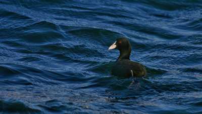 Sakarmeke (Fulica atra) - Gaziantep / Nizip kuş fotoğrafı