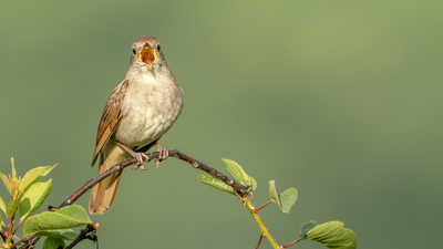 Bülbül (Luscinia megarhynchos) - Zonguldak / Merkez kuş fotoğrafı