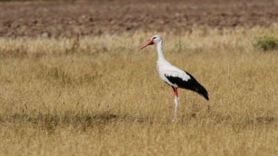Leylek (Ciconia ciconia) - Ankara / Gölbaşı kuş fotoğrafı