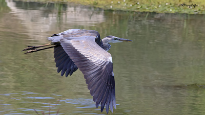 Gri Balıkçıl (Ardea cinerea) - Amasya / Merzifon kuş fotoğrafı