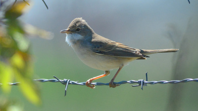 Akgerdanlı Ötleğen (Curruca communis) - Ankara / Gölbaşı kuş fotoğrafı