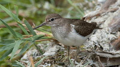 Dere Düdükçünü (Actitis hypoleucos) - Ankara / Gölbaşı kuş fotoğrafı