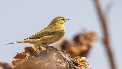 Söğütbülbülü (Phylloscopus trochilus) - Isparta / Merkez kuş fotoğrafı
