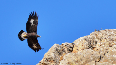 Kaya Kartalı (Aquila chrysaetos) - Erzincan / İliç kuş fotoğrafı