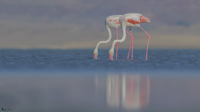 Flamingo (Phoenicopterus roseus) - Van / İpekyolu kuş fotoğrafı