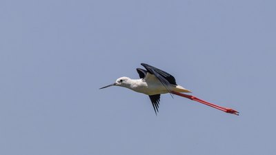 Uzunbacak (Himantopus himantopus) - Edirne / Samsat kuş fotoğrafı