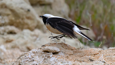 Karakulaklı Kuyrukkakan (Oenanthe melanoleuca) - Nevşehir / Merkez kuş fotoğrafı