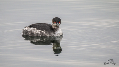 Karaboyunlu Batağan (Podiceps nigricollis) - Kocaeli / Başiskele kuş fotoğrafı