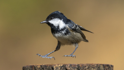 Çam Baştankarası (Periparus ater) - Ankara / Sincan kuş fotoğrafı