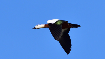 Angıt (Tadorna ferruginea) - İzmir / Çeşme kuş fotoğrafı