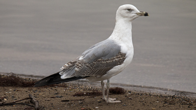 Gümüş Martı (Larus michahellis) - Kocaeli / Başiskele kuş fotoğrafı