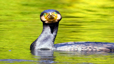 Karabatak (Phalacrocorax carbo) - İstanbul / Sarıyer kuş fotoğrafı
