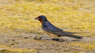 Kır Kırlangıcı (Hirundo rustica) - Adana / Karataş kuş fotoğrafı