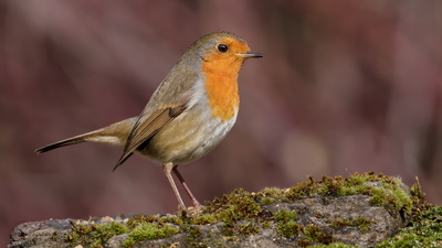 Kızılgerdan (Erithacus rubecula) - Ankara / Kahramankazan kuş fotoğrafı