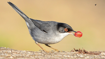 Maskeli Ötleğen (Curruca melanocephala) - Osmaniye / Kadirli kuş fotoğrafı