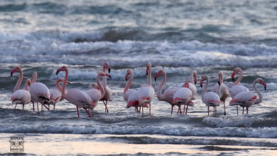 Flamingo (Phoenicopterus roseus) - Muğla / Ula kuş fotoğrafı