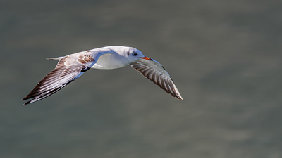 Karabaş Martı (Chroicocephalus ridibundus) - Isparta / Eğirdir kuş fotoğrafı