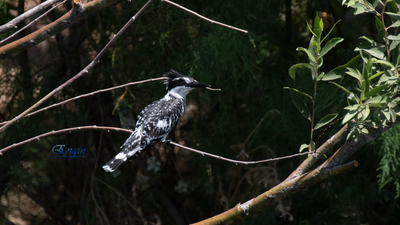 Alaca Yalıçapkını (Ceryle rudis) - K.Maraş / Onikişubat kuş fotoğrafı