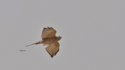 Yaz Atmacası (Tachyspiza brevipes) - Van / Çatak kuş fotoğrafı