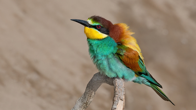 Arıkuşu (Merops apiaster) - KKTC / Güzelyurt kuş fotoğrafı