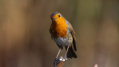 Kızılgerdan (Erithacus rubecula) - Ankara / Gölbaşı kuş fotoğrafı