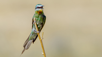 Yeşil Arıkuşu (Merops persicus) - Diyarbakır / Kayapınar kuş fotoğrafı