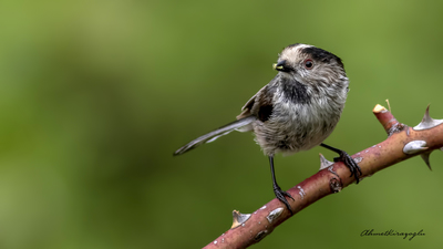 Uzunkuyruklu Baştankara (Aegithalos caudatus) - Ankara / Ayaş kuş fotoğrafı